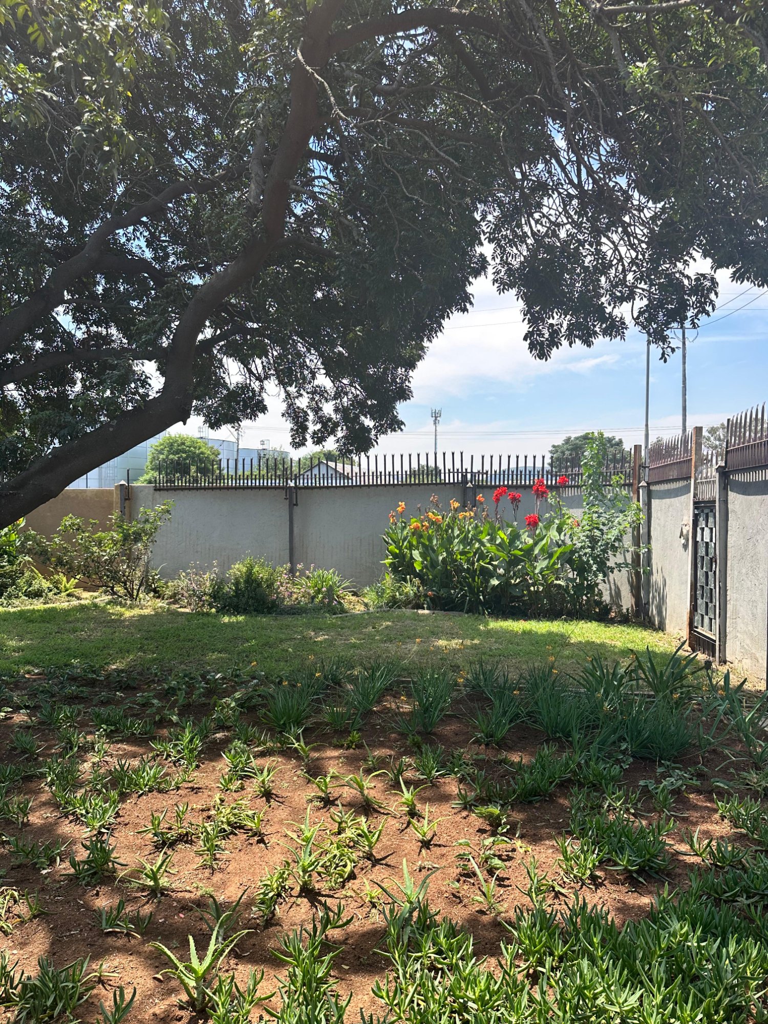 Lush private garden with mature shade trees, red flowers, lawn and secure perimeter wall